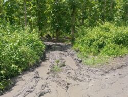 Cuaca Ekstrem dan Akses Jalan Rusak Parah, Tebangan di RPH Kalipait Tetap Berjalan