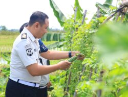 SAE Paswangi Lapas Banyuwangi Gelar Panen Raya Semangka Kedua