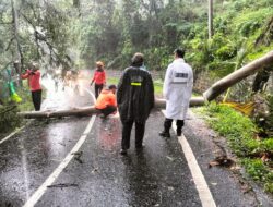 Hujan Deras, Pohon Sengon Tumbang Putus Akses Glagah–Licin