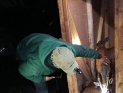 Empat Ekor Kijang Dilepasliarkan di Kawasan CA/TWA Kawah Ijen