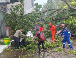 Angin Kencang Tumbangkan Pohon Besar di Jalan Kepeting, Polisi Sigap Evakuasi Pohon Tumbang
