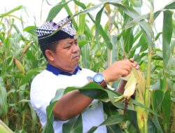 Dukung Ketahanan Pangan Nasional, SAE Paswangi Lapas Banyuwangi Hasilkan 10 Ton Jagung