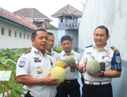 Warga Binaan Lapas Banyuwangi,  Panen Raya Melon