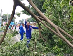 Sat Polairud Polresta Banyuwangi Evakuasi Pohon Tumbang di tengah Jalan Nasional