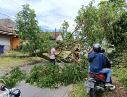 Pohon Trembesi Tumbang di Depan KUD Songgon, Polisi dan Warga Sigap Lakukan Evakuasi