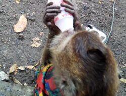 Monyet Minum Yakult Hebohkan Warga di Pasar Cimahi
